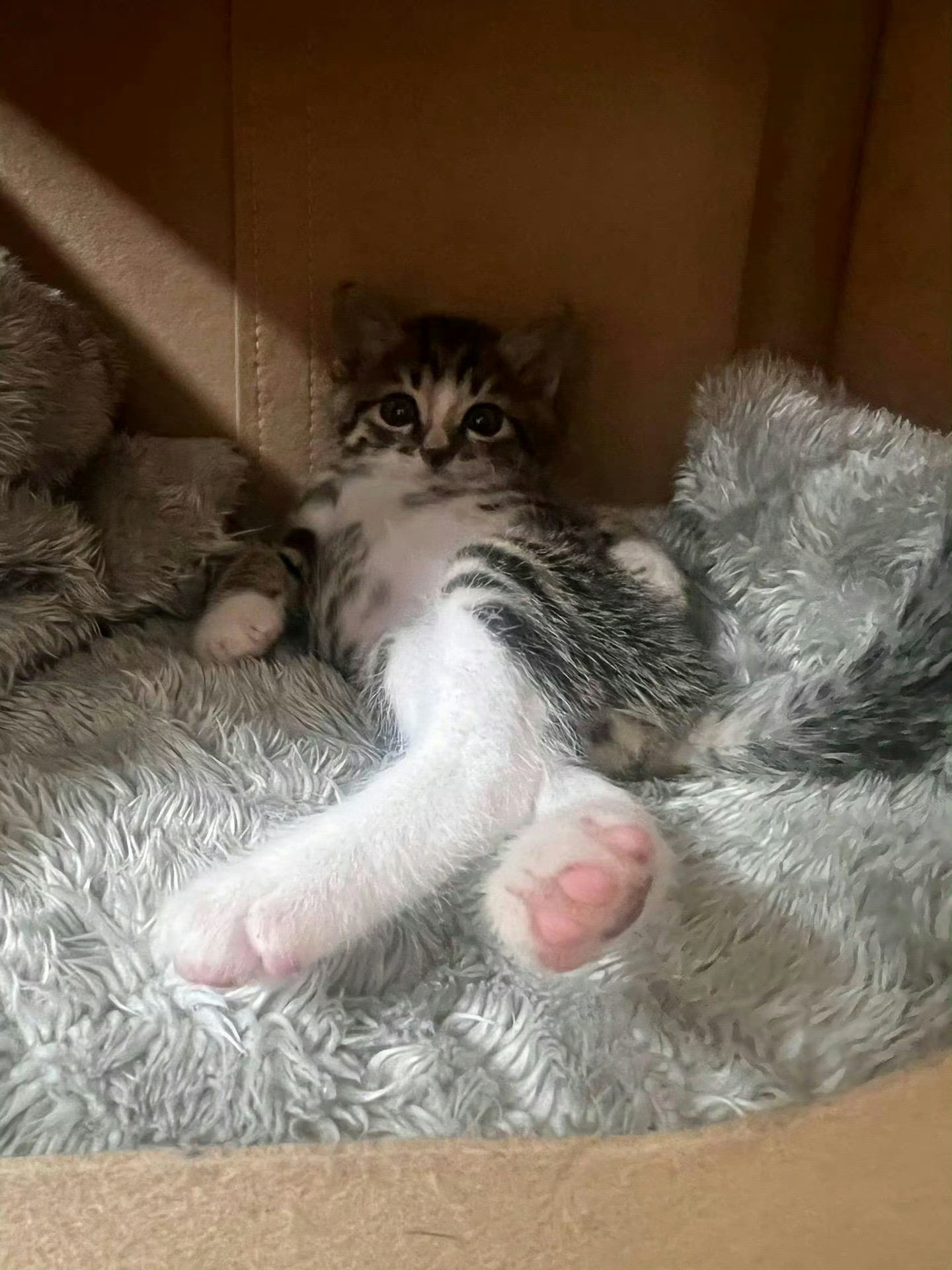 猫咪：找我什么事😾​​​