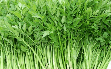 鼻炎、口臭、牙痛、带下病, 有一个食物就能奇效, 很多人却不吃!