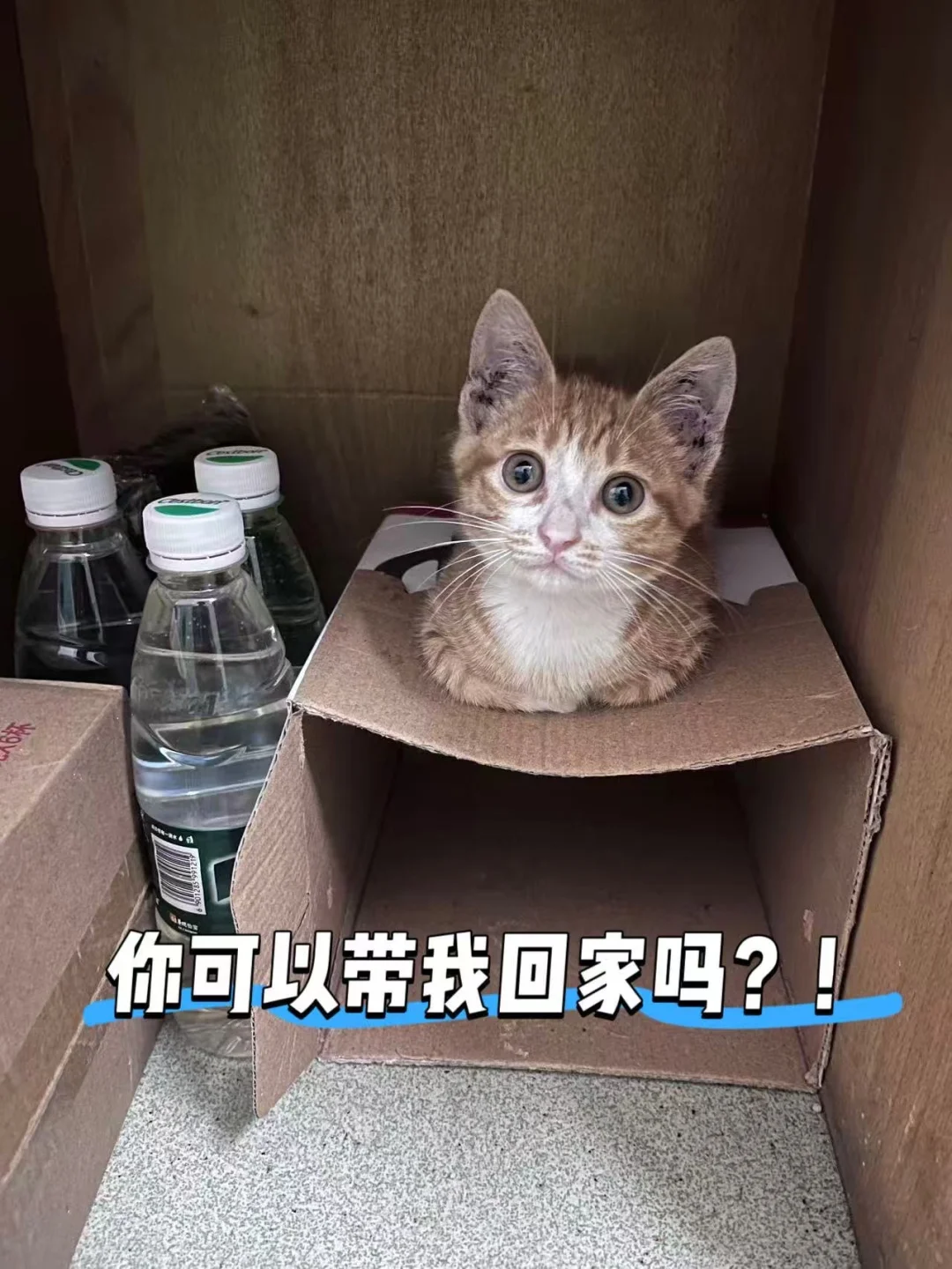 带它回家：我养流浪猫🐱的日子！！
