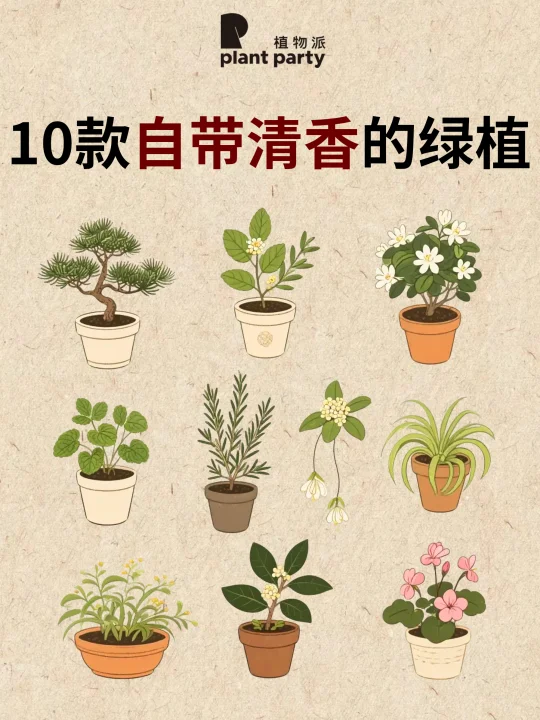 15种超长花期🌸新手易上手的秋冬植物🔥