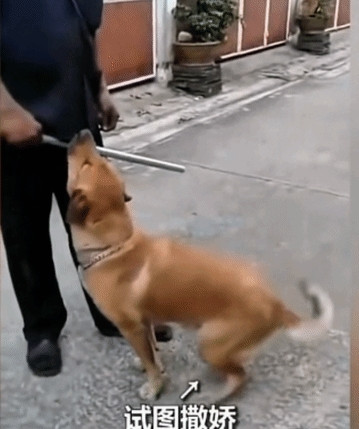 狗狗跑出去玩一夜未归，早上主人拿着棍子守在大门口等着回来