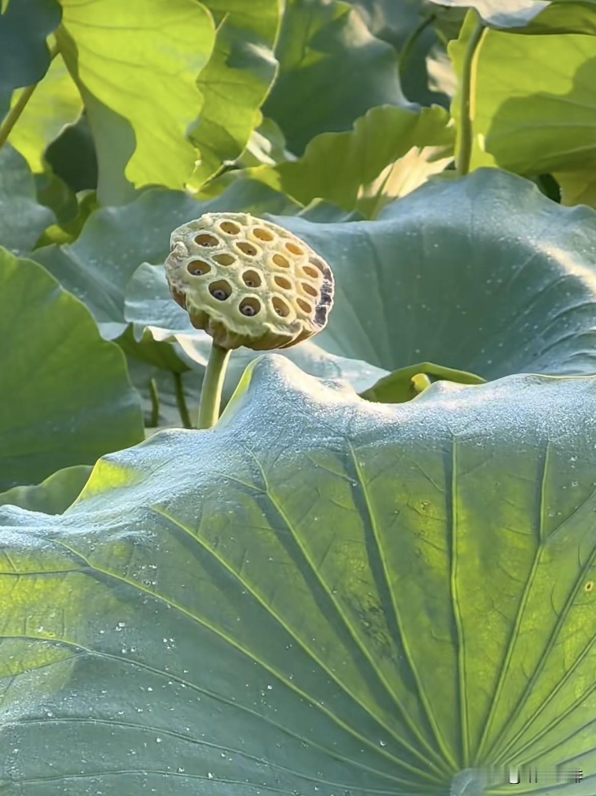 秋荷感悟，这一塘秋荷，它盛得热烈，谢得坦荡，于四季流转之间，守一份淡然舒心，
