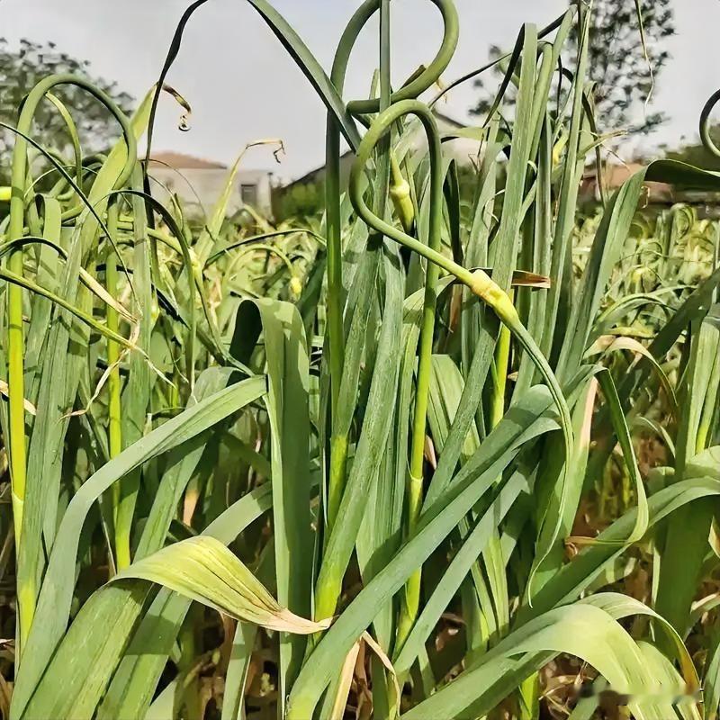 大蒜抽薹期管理攻略！4月中旬做好3点，蒜农增产增收有盼头种大蒜的老乡