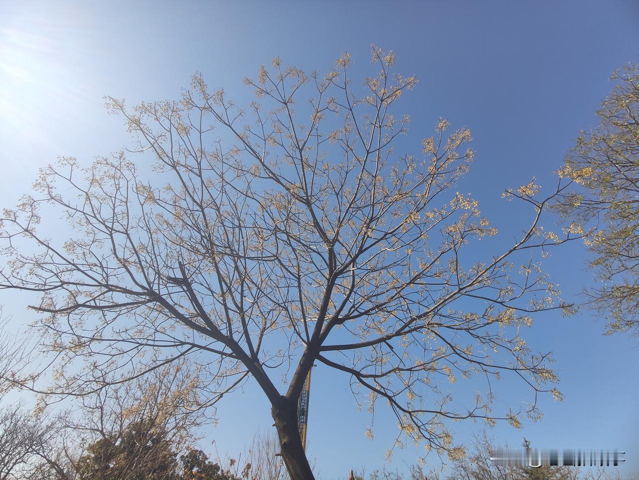 另一道风景线:今天在郑州市人民公园北门口看到蓝天白云下，一棵落尽叶子的楝树上点点