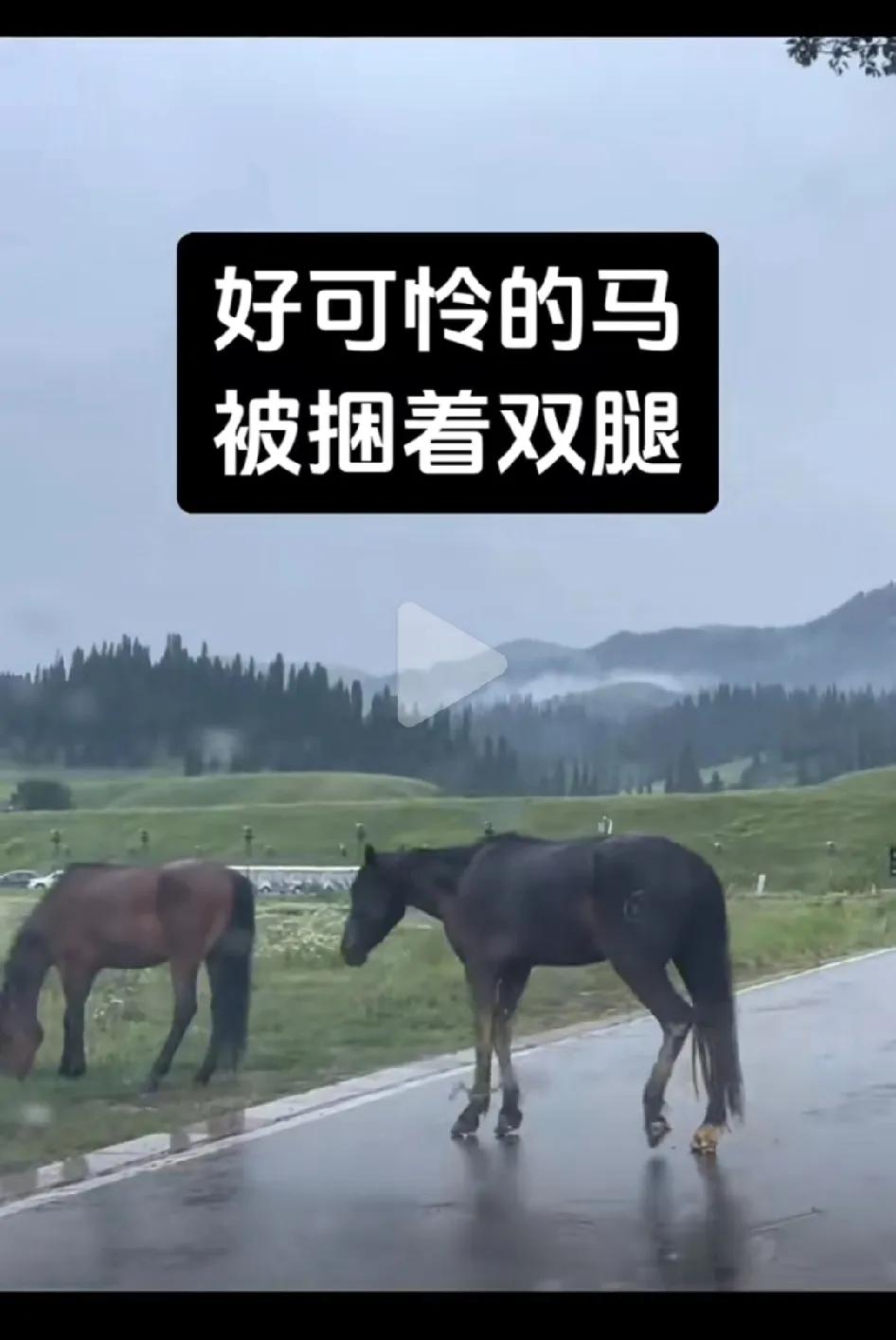 笑不活了！一位到新疆旅游的网友，看到有马被绳子绑住了前腿蹒跚而行。看到这幕后，他