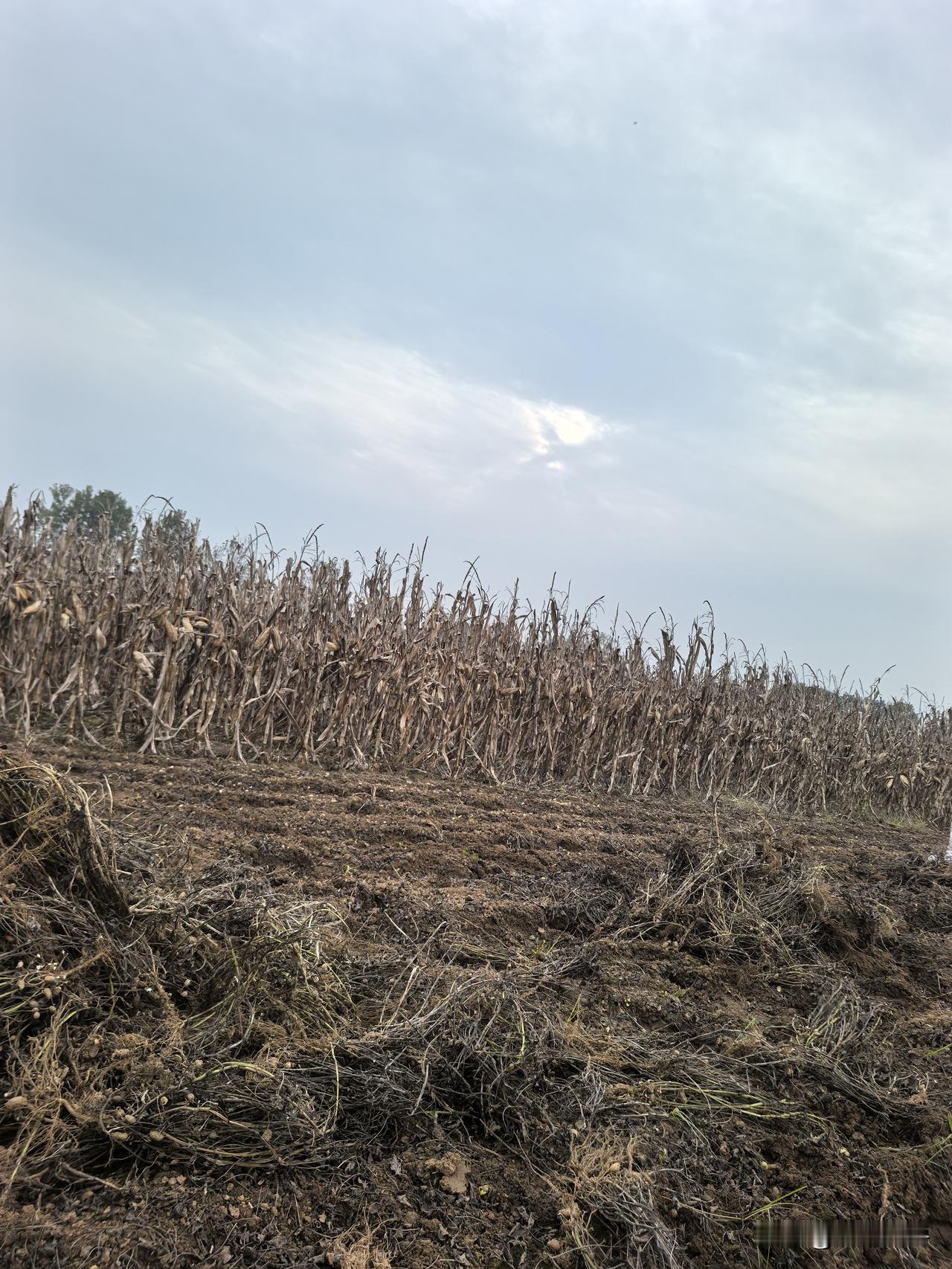 今天我们的太阳，不落西山，也不落进海平面，也不落树梢，落进玉米稞地里。