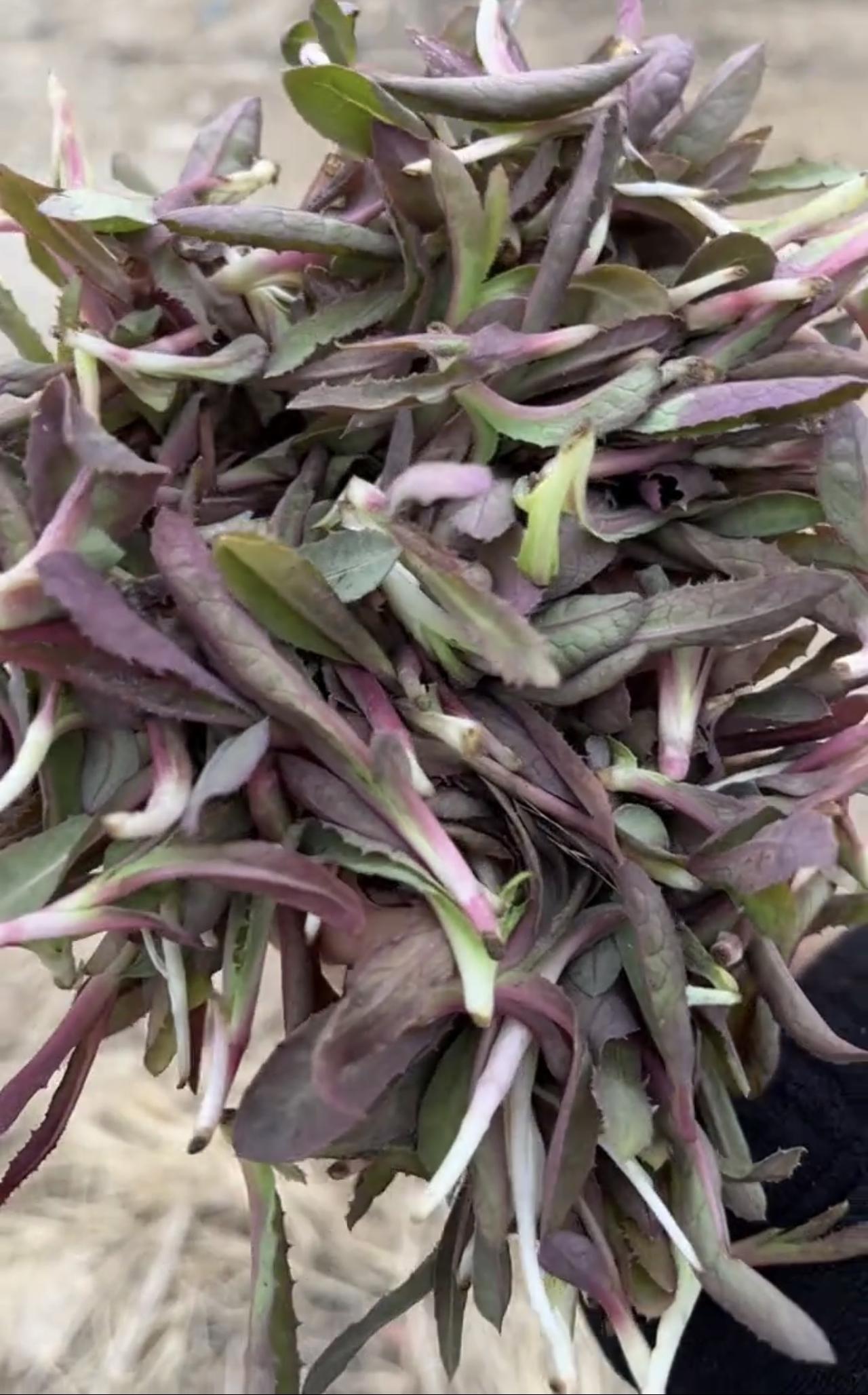 下图⬇️你们那里管这种野菜叫啥？我是东北的，又到了挖野菜的时候了，每年都会