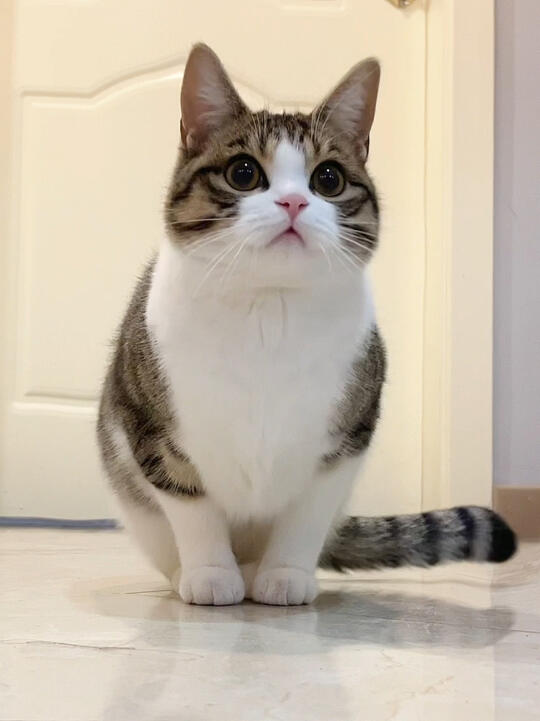 有这样的猫咪室友，你几点回家？