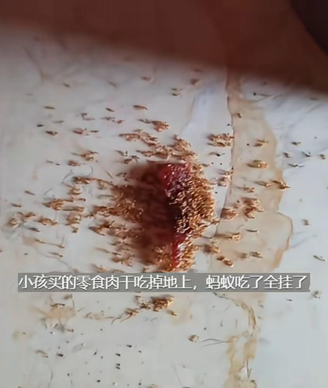 一家长称自己娃买的零食鸡肉干掉地上，蚂蚁吃过后全部死了。有网友分析称应该是配料表