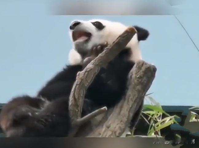 全球唯一无法回国的大熊猫欣欣，真的让人痛心。1975年，中国出于外交政策，向墨西