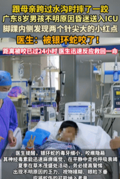 广东韶关一名男孩户外采摘时意外摔跤，次日突然陷入昏迷被送进ICU抢救。当医生在男