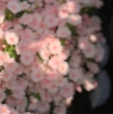 0000爱诗鲑鱼种植1、准备土壤：选择疏松透气、富含腐殖质的微酸性沙壤土，深耕2