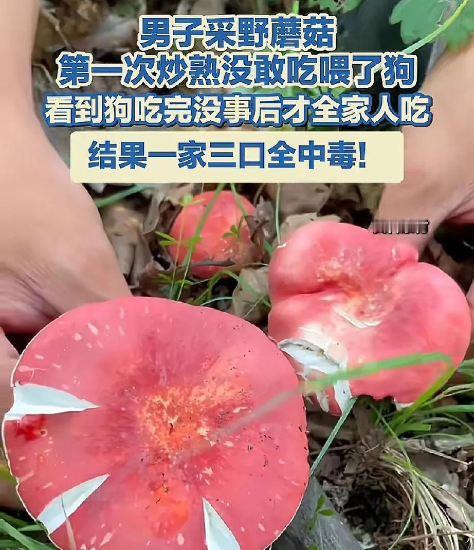 原以为试过毒了没问题，可没成想这物种不同，抗性也不一样...四川的姜