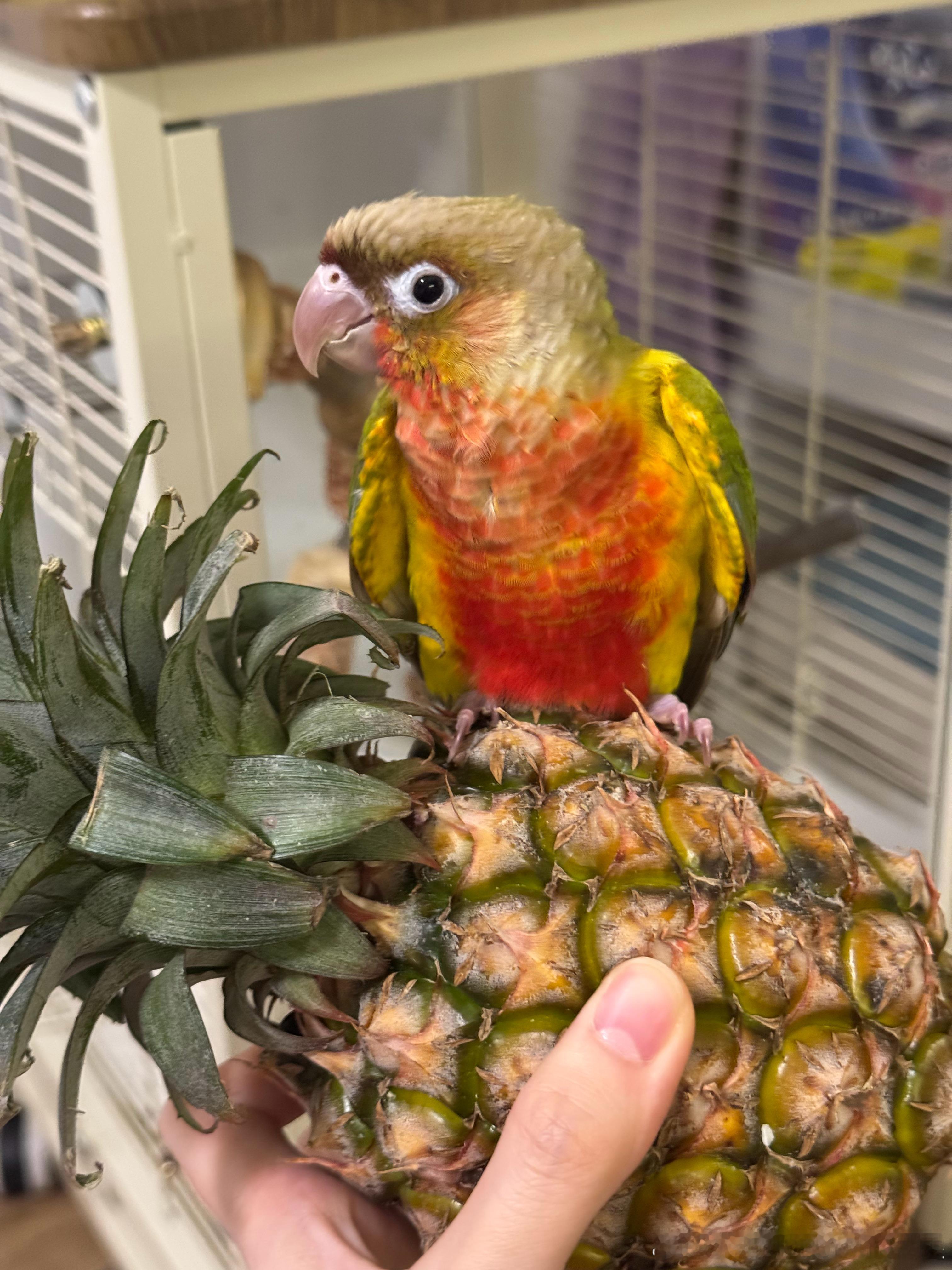 忙碌的五一结束了大家都辛苦了给大家杀个凤梨🍍吃～～