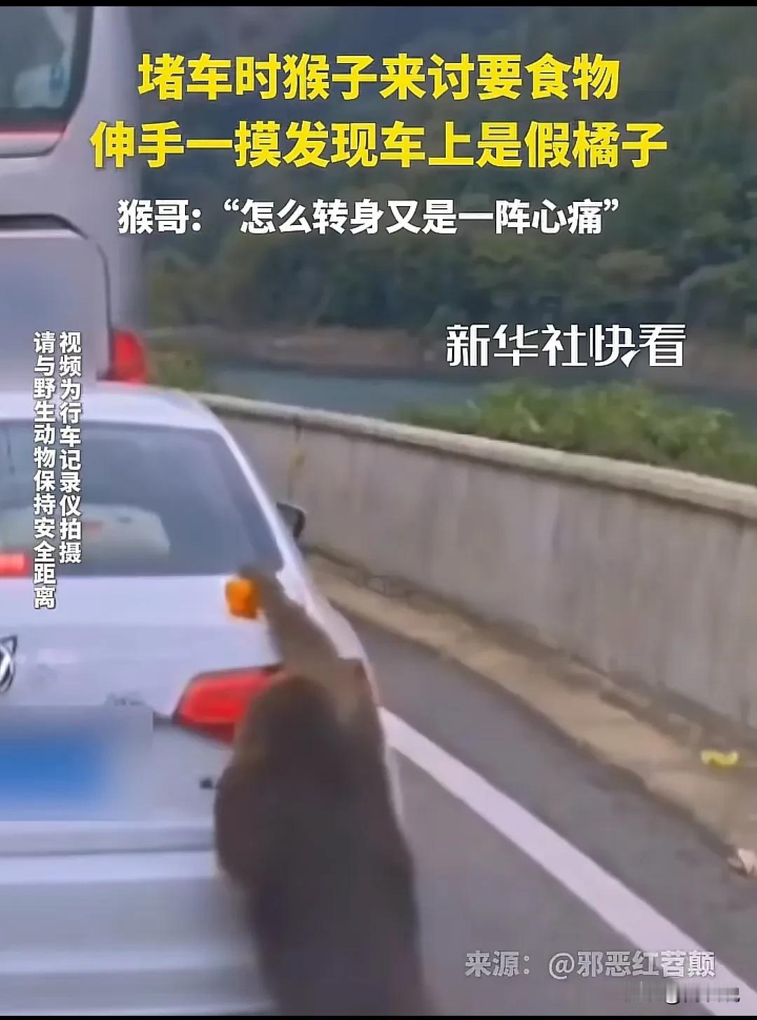 “笑不活了！”四川，一只猴子趁马路堵车时，突然跑过来讨要食物，它看见车后面有一个