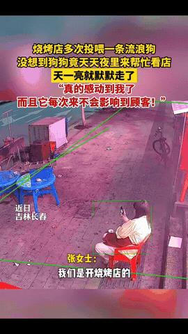 太通人性了！”一烧烤店老板娘多次投喂流浪狗，没想到，流浪狗竟每天趁她收摊后，又来