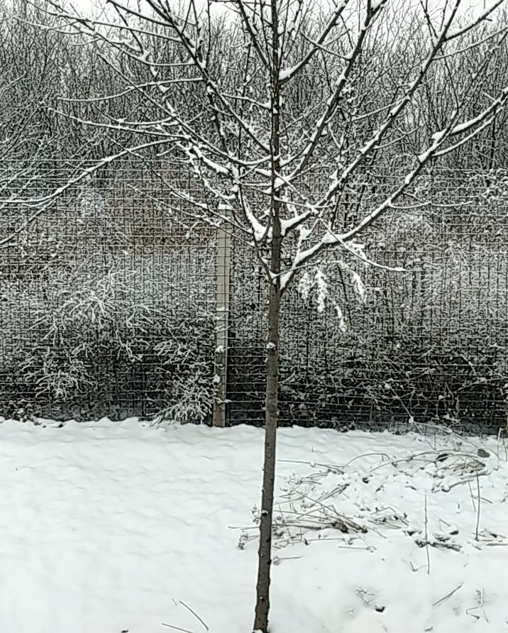 石家庄地区农村的雪景，真是太美了。下雪后，整个村子就像被大自然盖上了一层柔软的