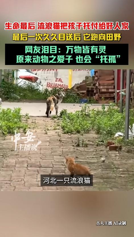 “看完心里发酸！”河北一只流浪母猫花了半个月默默观察一户人家，确认这里能安稳养活
