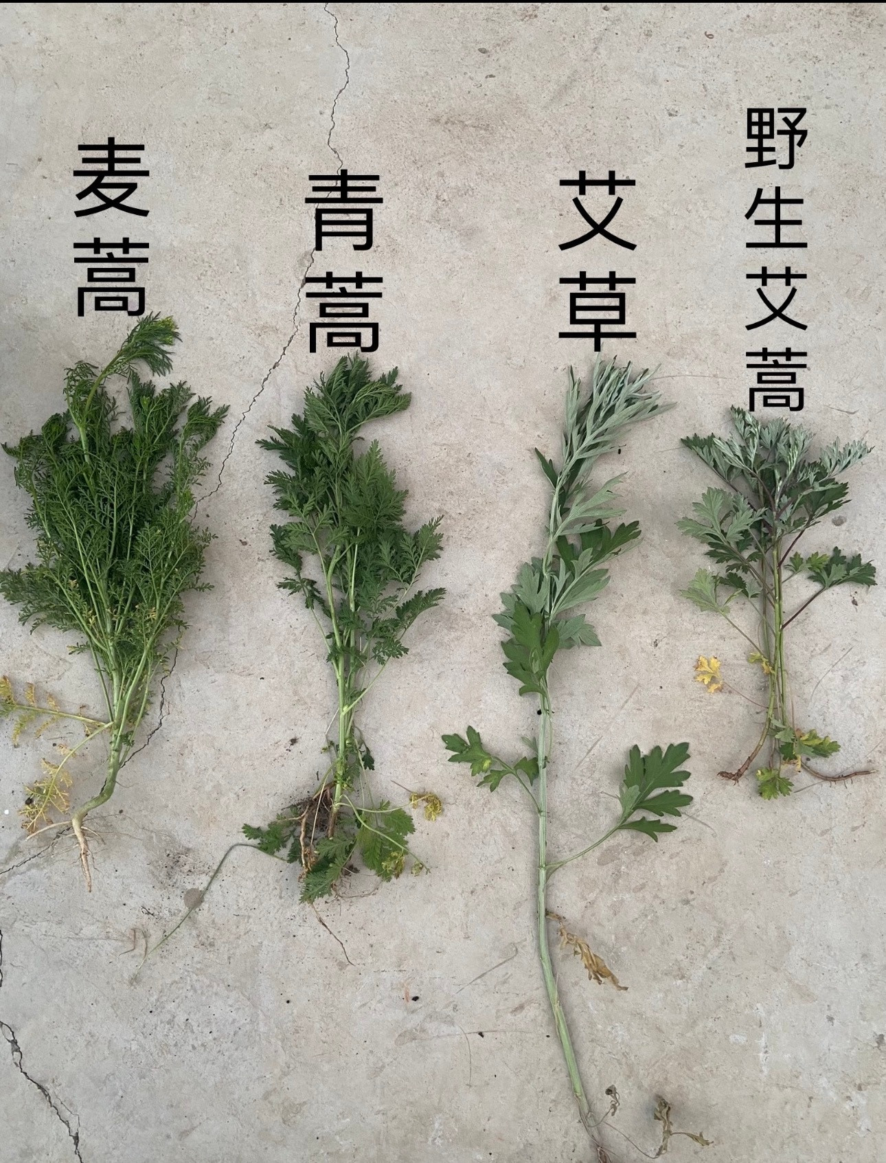门口挂的艾草的风俗，现在90后开始说的算了，例如：有挂茼蒿的、有挂芹菜的、有挂油