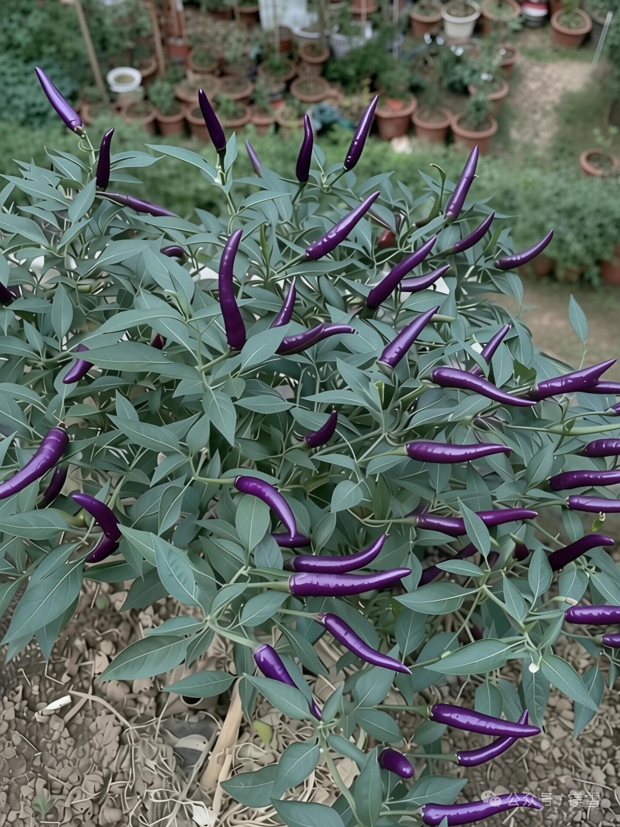 见过人出轨，你见过茄子劈腿吗？这种远看像茄子，近看像辣椒的蔬菜，就是茄子和辣椒