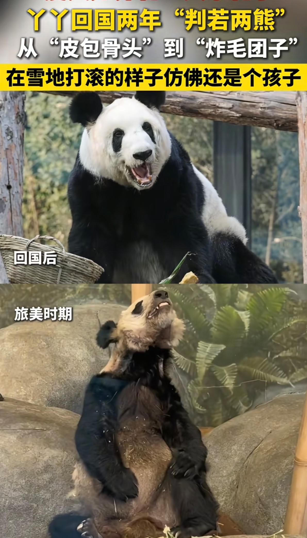 昔日瘦骨嶙峋乞食，今朝珠圆玉润撒娇，丫丫两年活成国宝该有的模样丫丫的变化，看