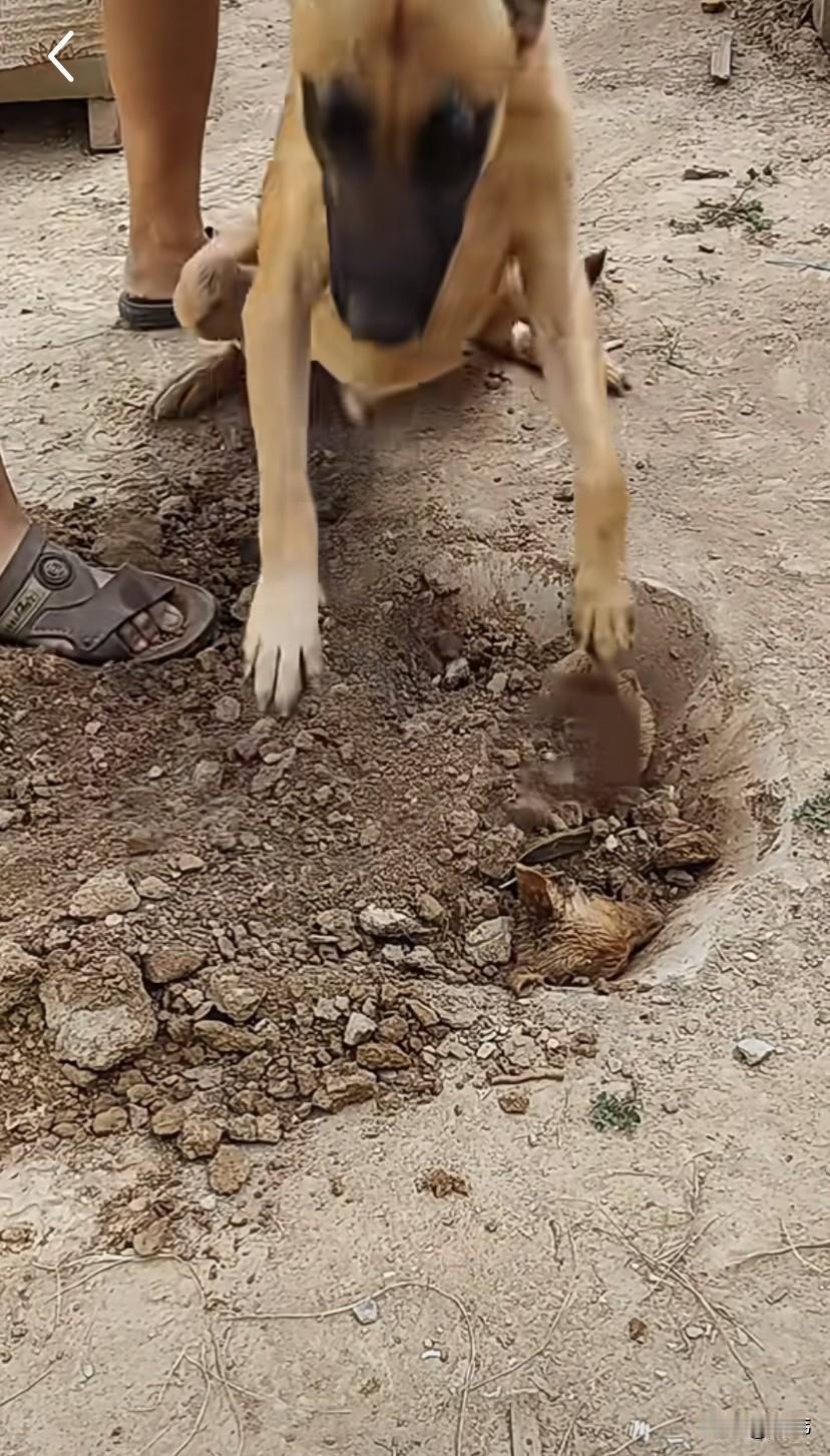 太可怜了！一位大叔养了一只狗妈妈，后来狗妈妈生了一只小奶狗，无论是大叔一家还是狗