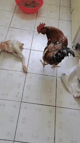 公鸡望着地上被主人脱得精光的情敌郁闷了，原来，它俩是同一鸡笼的鸡友，错怪了兄弟，