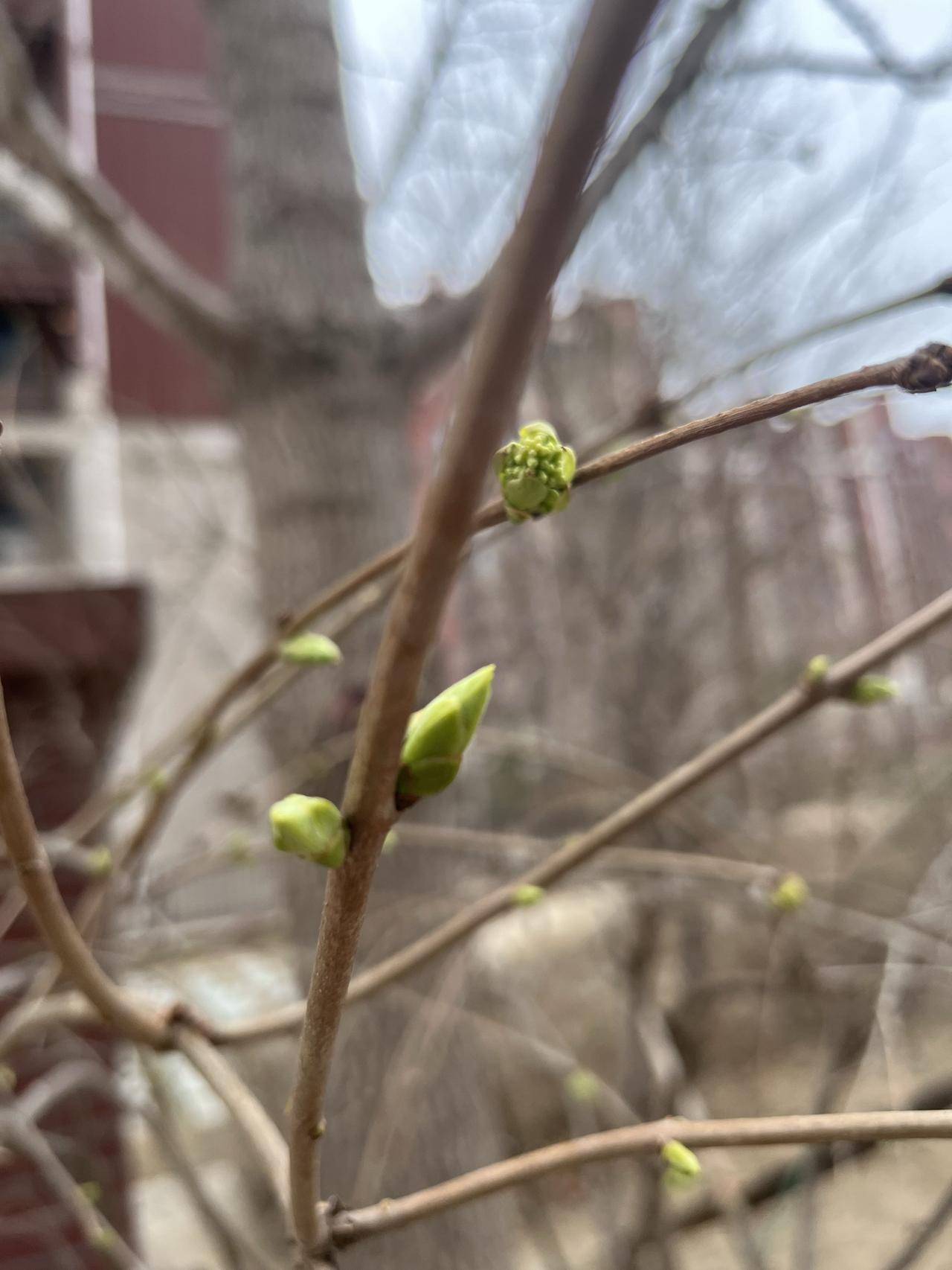 北京二手房挂牌均价冲上新高，业主心理预期提升了，市场是真的热了！昨日（3月1