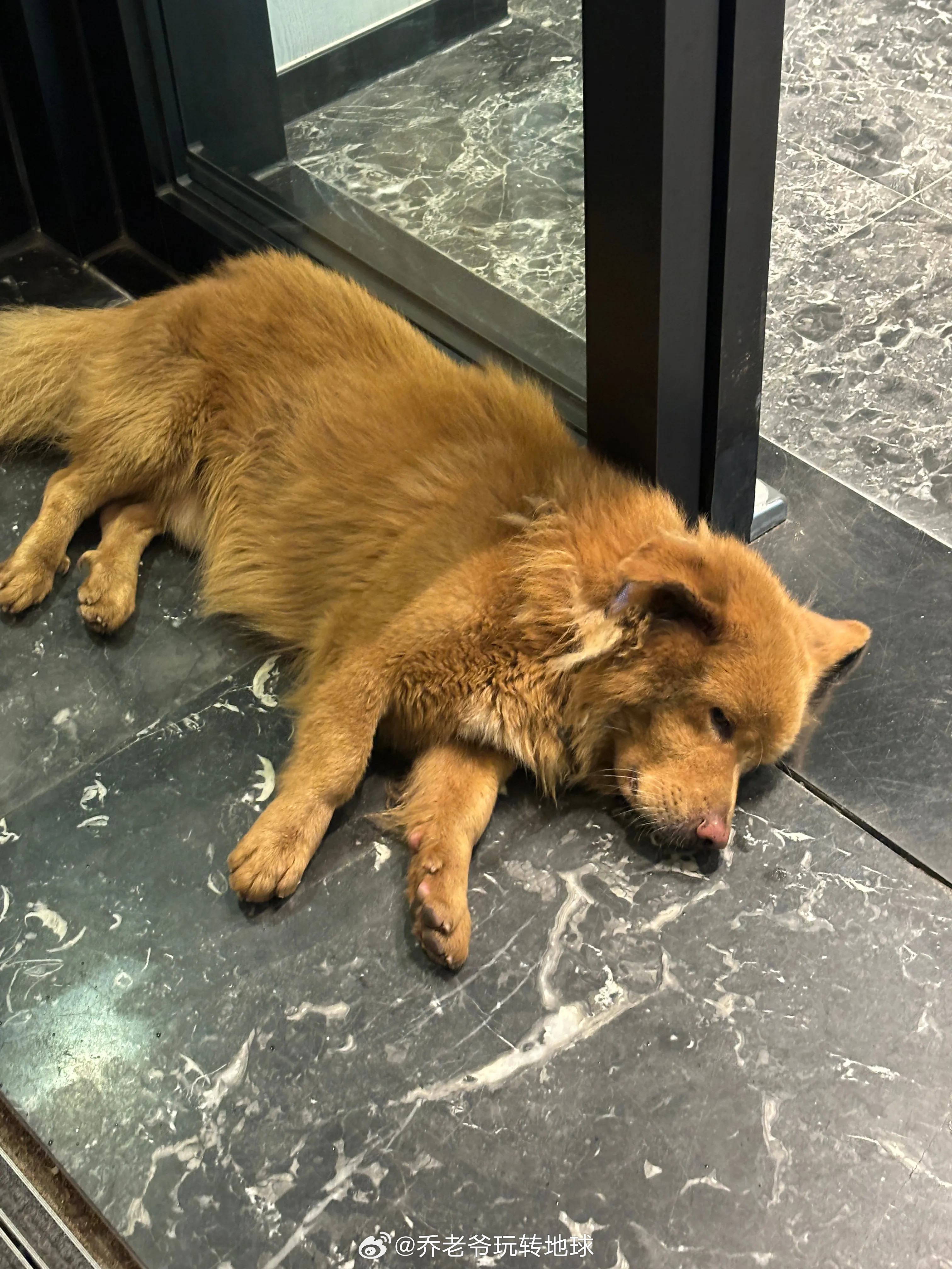门店门口来了只流浪狗，店员喂了根火腿肠，吃完就趴那儿不走了。听店员说以前也有流浪