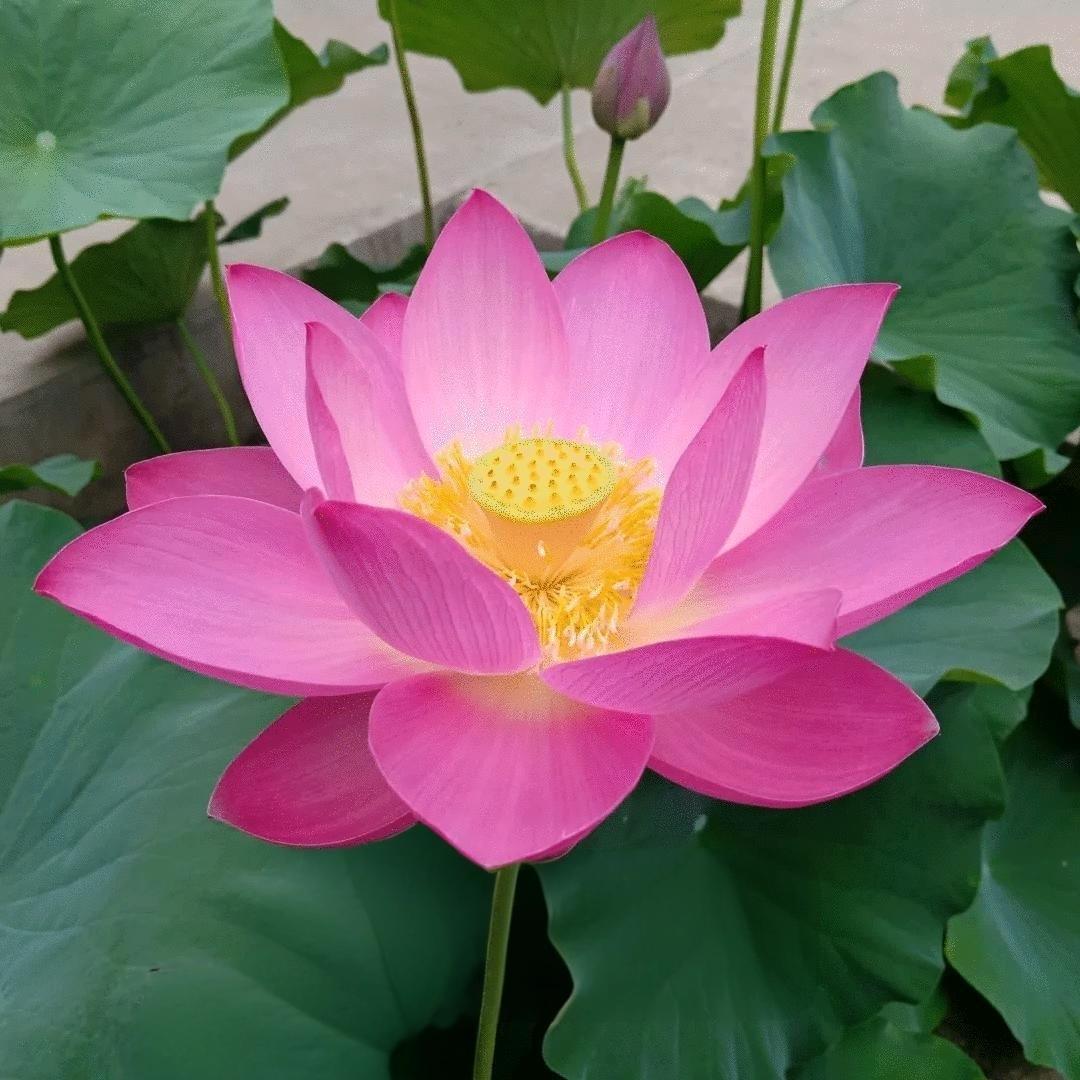 过去总觉得人要去寻找到对的人才会圆满，后来发现这世上根本就没有一模一样的灵魂，