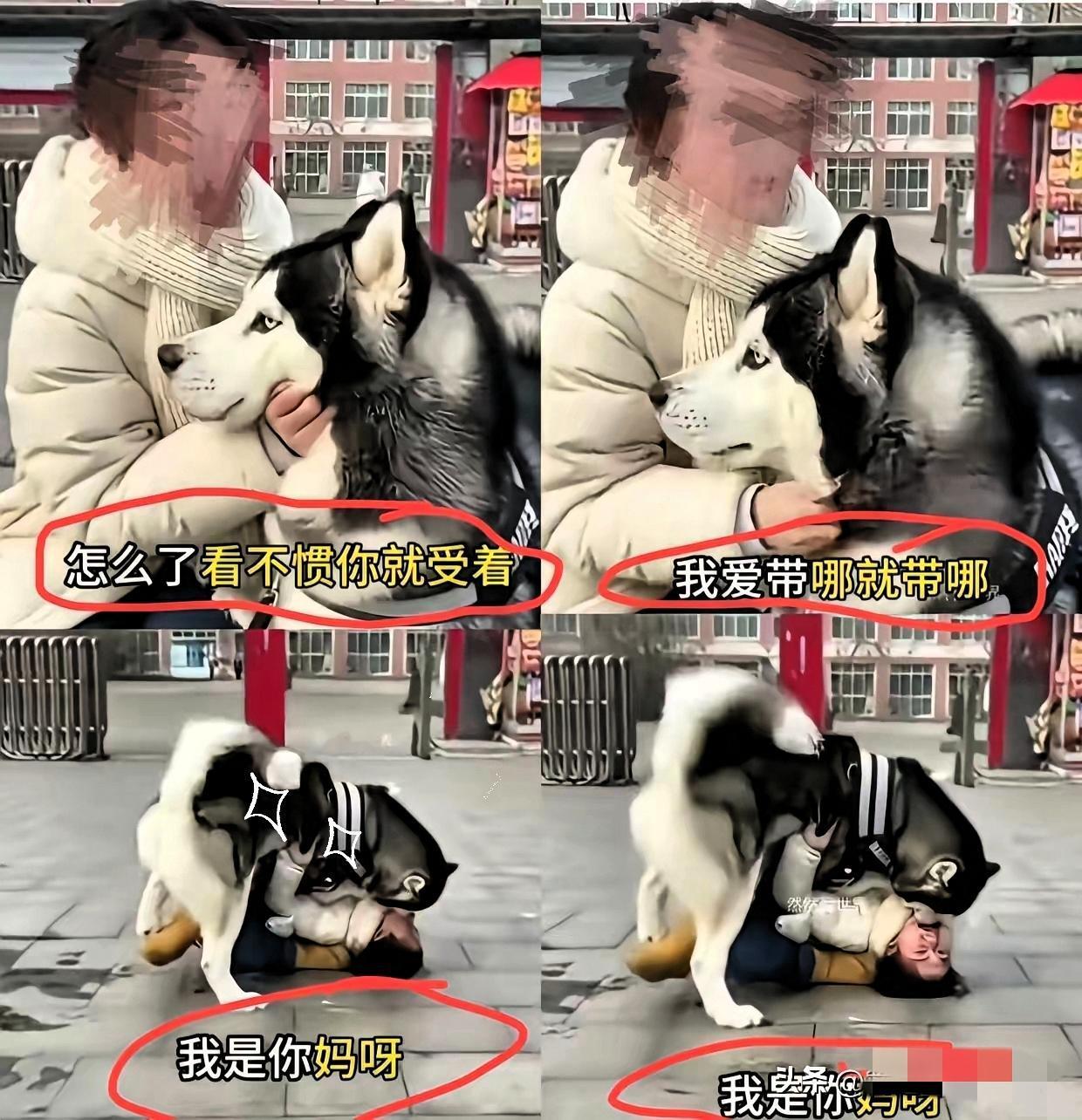 这下咱们可算是见识到什么叫“现世报”了。​一个女的，天天牵着条大猛犬去学校门口