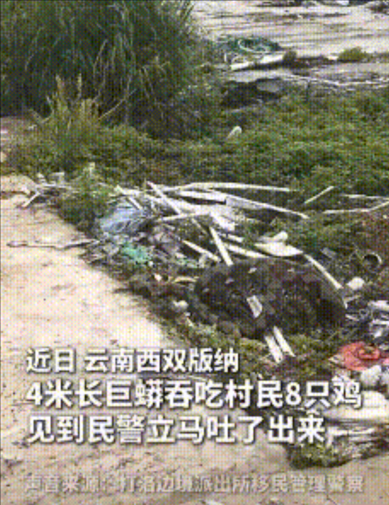 云南西双版纳，村民报警有蛇吞了他家的鸡，警察蜀黍和消防来了以后，蛇看了一眼人群，