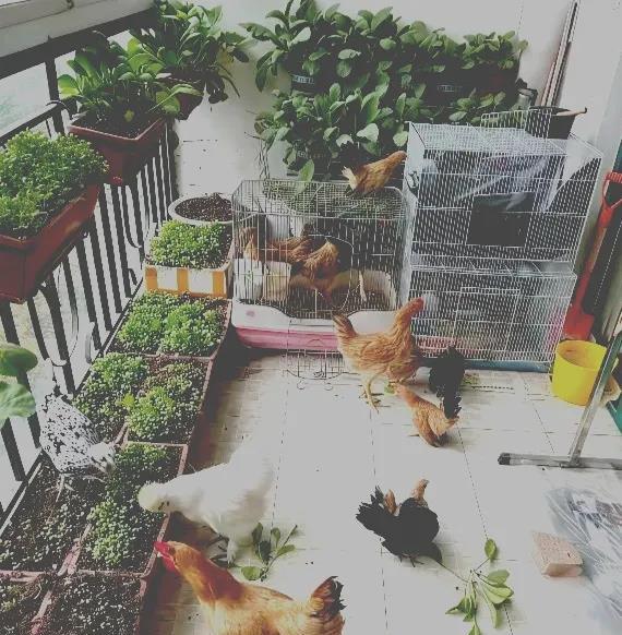 婆婆非要在阳台上面养鸡，说自家养的鸡才是土鸡，不吃饲料的，等长大给孙子补身体，怎