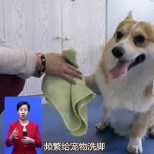 狗的脚掌汗腺怕频繁水洗，过度清洁会破坏天然防滑保护层。表面上看，很多人觉得狗