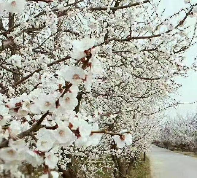 昨夜东风卷玉兰，诚邀您对出下联哦！设个情境，以江南地区倒春寒为背景，本人拙对