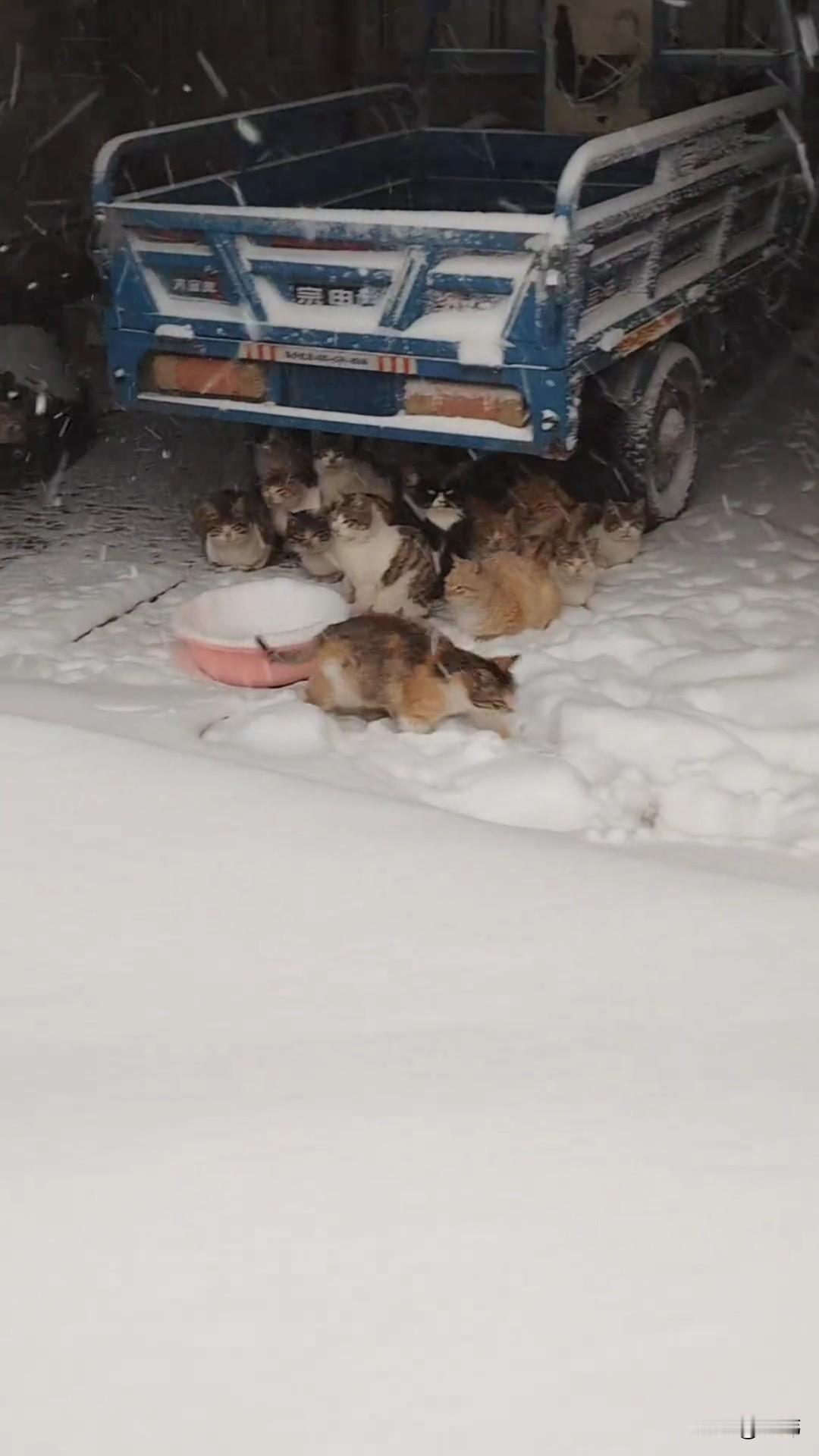 一位小哥哥的家乡下起了大雪，寒冷的天气让人根本不想出门，而可怜的流浪猫只能蹲在他