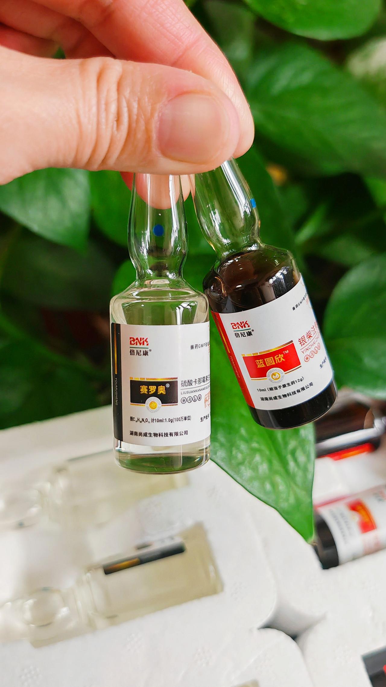 养羊人农村养羊牛羊养殖