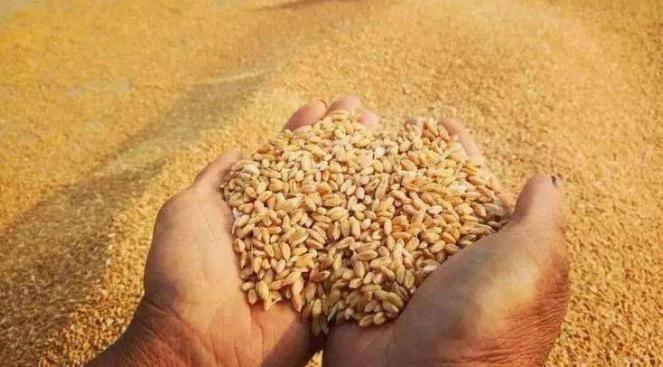 朝鲜人民没想到数万士兵换来了好日子！过去猪肉、啤酒、食用油还有粮食不敢想的，现在