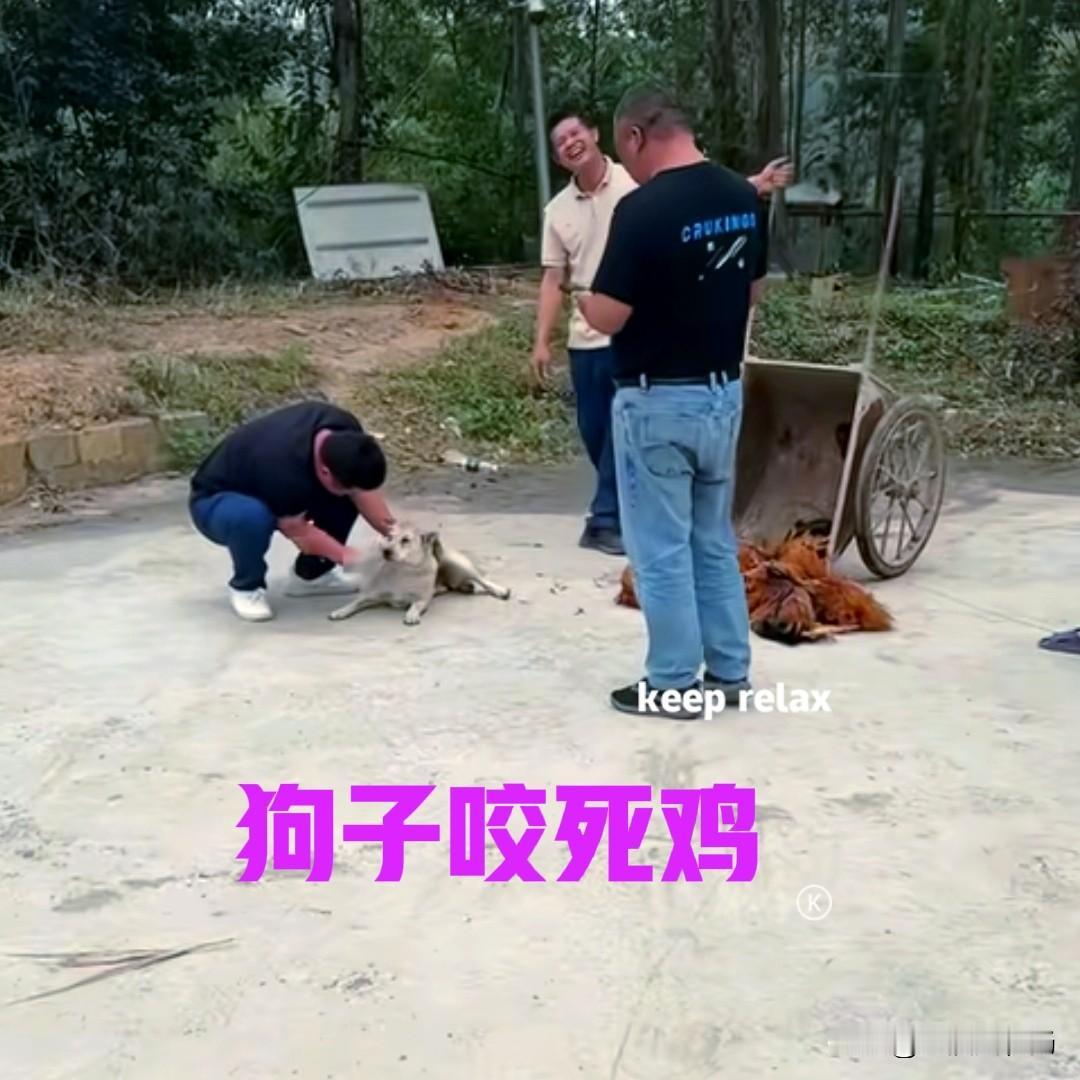 鸡场里的鸡又被咬死了几只,凶手竟然是看鸡场的狗子。主人气得不行,让工人把咬死的鸡