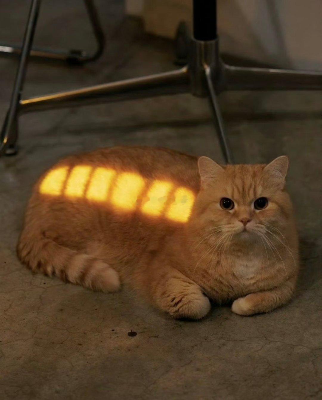 小猫咪充满电啦