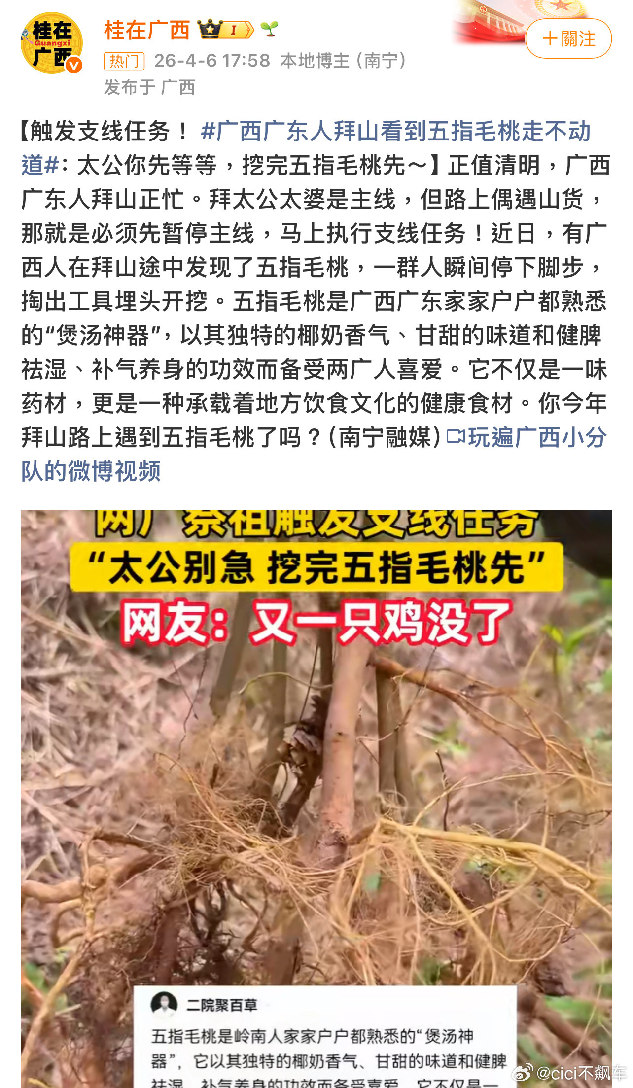 网友们说这是华南F3清明拜山的支线任务又一只鸡没了广西广东人拜山看到五指毛桃走不