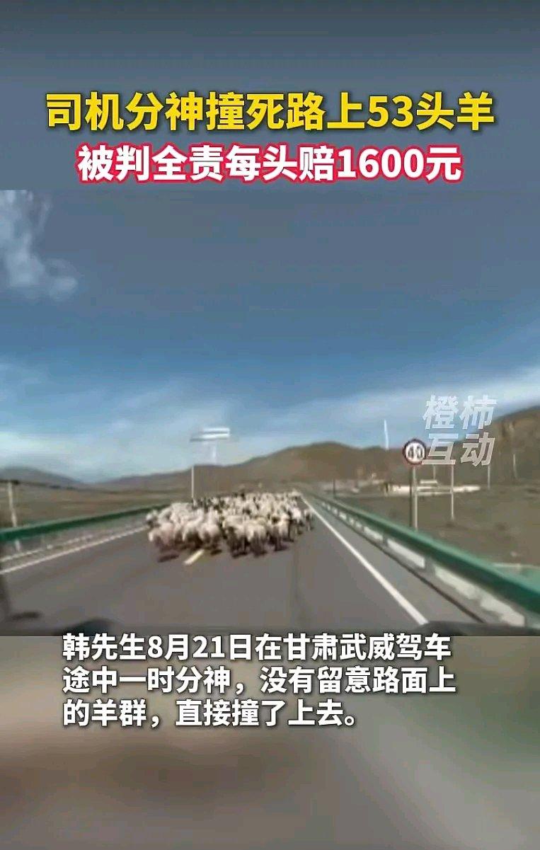 甘肃这起事故太让人意外了。8月21日，韩先生驾车分神，直接撞上路上的羊群，导致5