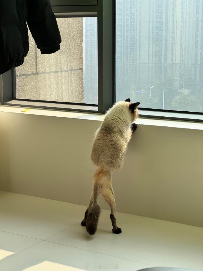 不穿毛裤的小猫咪