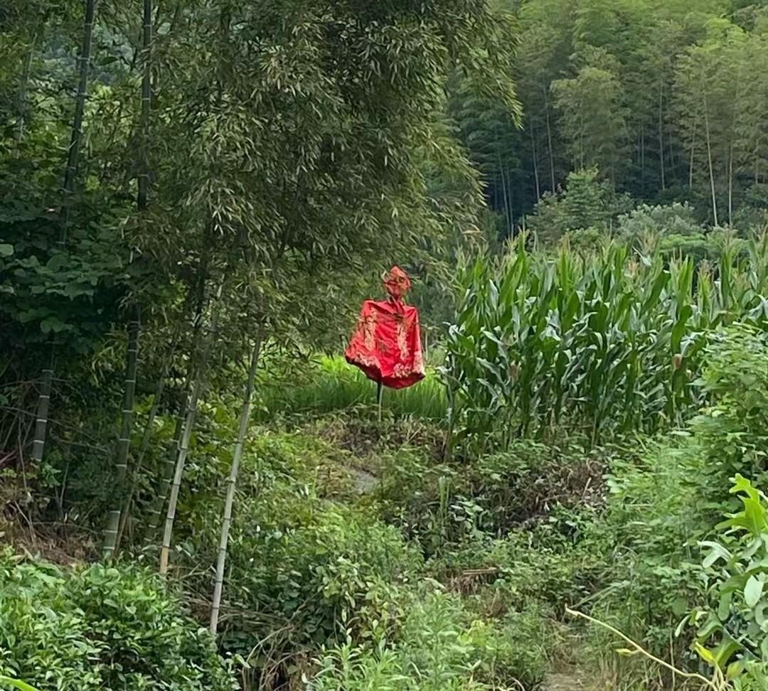 终于知道民间鬼故事是怎么来的了，乡间小路月色朦胧，这要是半夜看见或者在浓雾中，好
