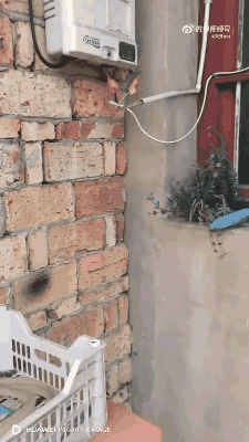 本来救了一只小鸟，正准备喂点东西就放生了，没想到小鸟把鸟妈叫来了