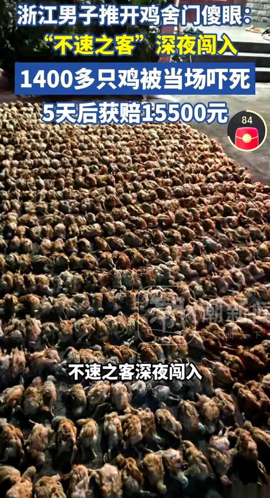 浙江这名农户推开鸡棚大门的手，狠狠抖了一下。满地横七竖八，足足1400多只肉鸡，