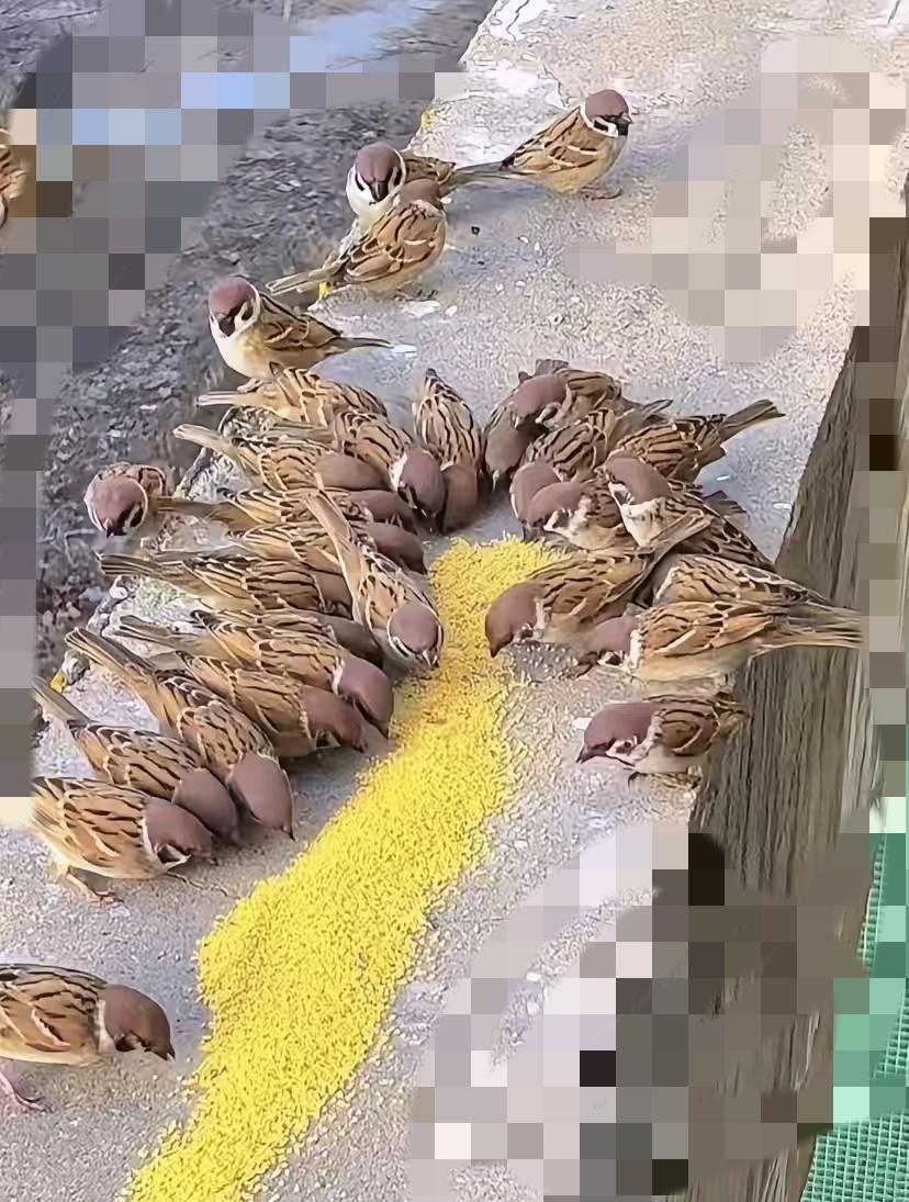 救命！深圳打工人的“麻雀搭子”也太会撩了吧！摸之前还要“请示