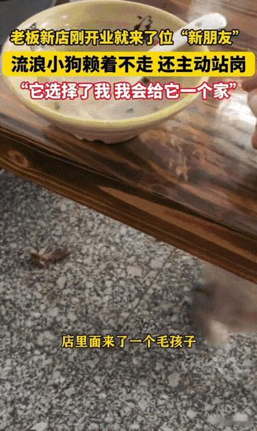 万物皆有灵性！安徽，老板新店刚开业，就来了只流浪狗，估计是闻着香味来的，一直赖在