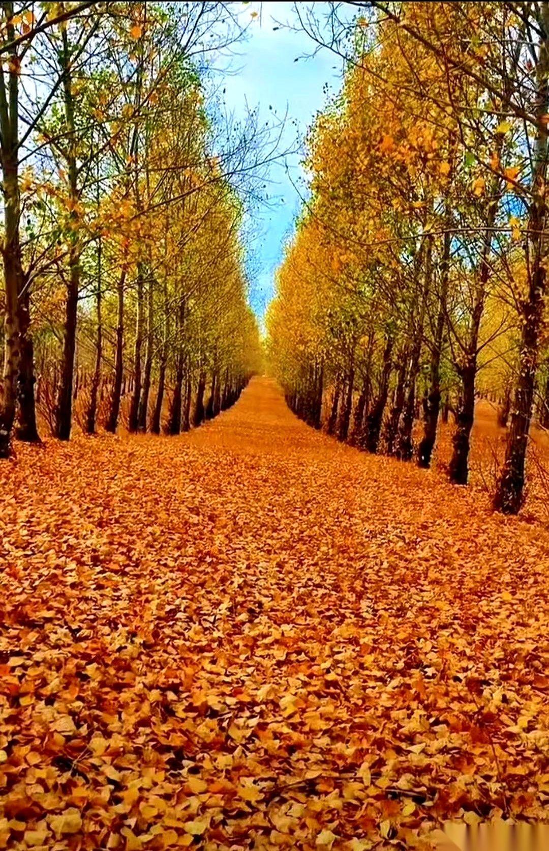 今天我干了件“缺德事”。我把我姐家冰箱里,那些长了毛、冻了几百年的陈年老货,趁