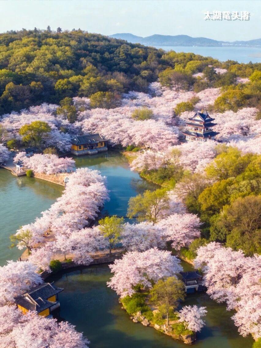🌿你一句春不晚，我就到了真江南🌸3月的🌸江苏无锡🌸是被上帝打翻的调色盘